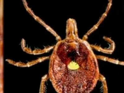 Τσιμπούρι μετατρέπει τους ανθρώπους που ...