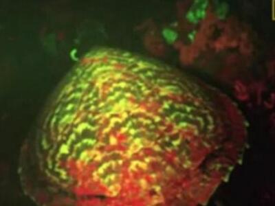 ΑΥΤΗ είναι η θαλάσσια χελώνα που φωσφορίζει 