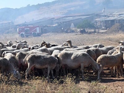 Λήμνος: Κτηνοτρόφοι δωρίζουν ζώα σε συνα...