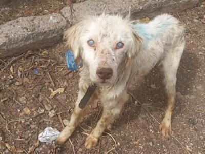 Τυφλός σκύλος βρέθηκε αλυσοδεμένος στη Φθιώτιδα