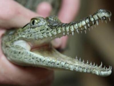 Και όμως: Ο Δήμαρχος παντρεύτηκε κροκόδε...