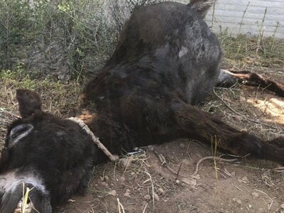 Κορωπί: Άφησαν γαϊδουράκι δεμένο, μπλέχτ...