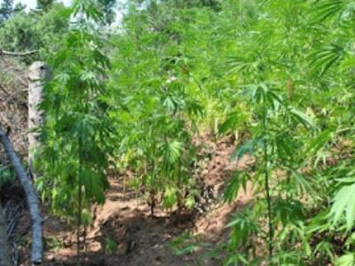 Καλάβρυτα: 60χρονος καλλιεργούσε δενδρύλ...