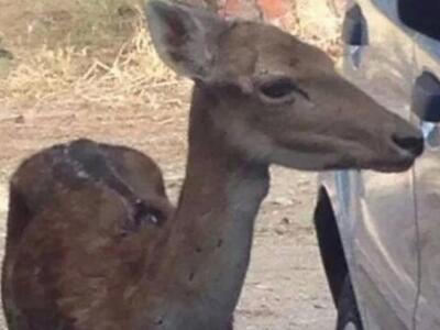 Πυροβόλησαν ελαφάκι με κυνηγετικό όπλο στη Ρόδο