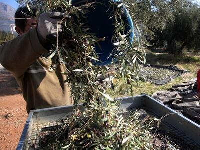 Εφιαλτικό σενάριο για την ελιά στην Ηλεία