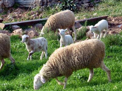 Ηλεία:Έκλεψαν τρία πρόβατα και συνελήφθη...