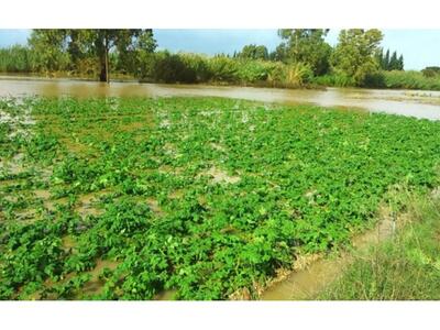 7.500 στρέμματα έπληξε η κακοκαιρία σε Δ...