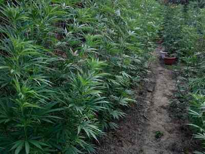 Συνελήφθη επ΄αυτοφώρω καλλιεργητής ναρκω...