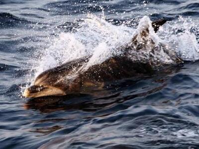  Δελφίνι επιτέθηκε σε λουόμενους