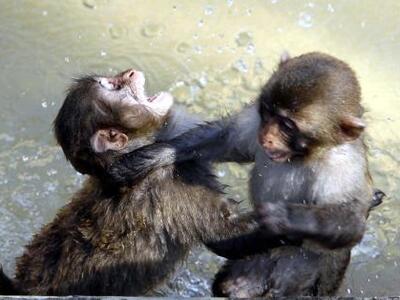Οι πίθηκοι παρηγορούν ο ένας τον άλλον.....