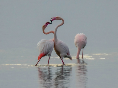 Τα φλαμίνγκο ερωτοτροπούν, χαρίζοντας έν...