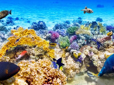 Αυστραλία: Ο Μεγάλος Κοραλλιογενής Ύφαλο...