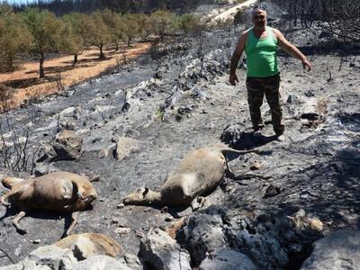 Κακόβουλο σχέδιο εμπρηστών, κόντρα στην ...