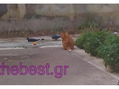 Τα περιστέρια, το γεύμα τους και ένας πε...