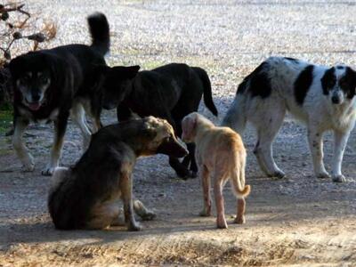 Πάτρα:Οι φιλόζωοι πάνε σήμερα Δημαρχείο-...