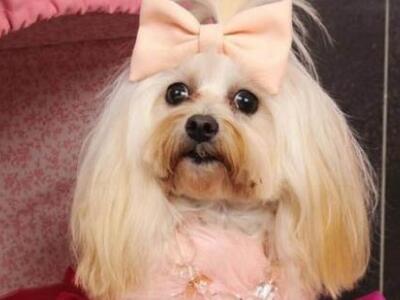 ΔΕΙΤΕ την σκυλίτσα που ζει μέσα στην χλι...