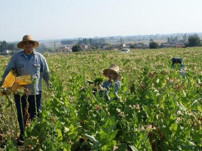 Πάτρα: Συμβολαιακή Γεωργία και ΚΟΙΝΣΕΠ στη ΒΙΠΕ