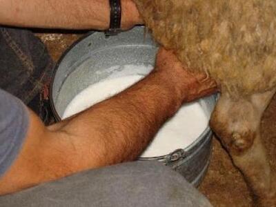 Έκλεψαν το «γάλα» από κτηνοτρόφο στον Αστακό 