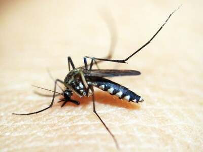 Πάτρα: Ασθενής με ιό του Δυτικού Νείλου ...