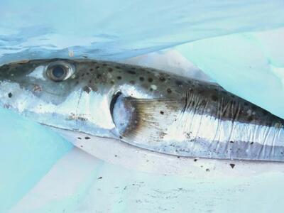 Πρέβεζα: Στο αγκίστρι ψαρά επικίνδυνος Λαγοκέφαλος