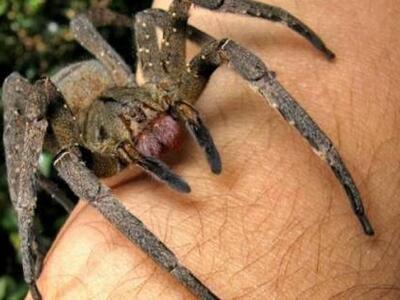 Η αράχνη που προκαλεί στύση