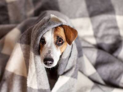 Γρίπη των σκύλων: «Καμπανάκι» από ειδικο...