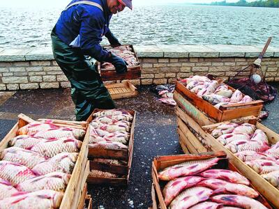 Βόνιτσα: Ληστεία με λεία ένα.. τελάρο ψά...