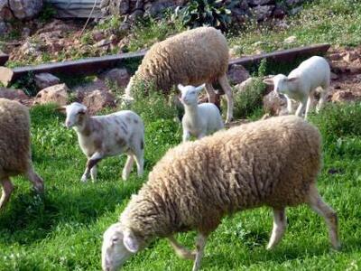 Αυγή Πηνείας: 45 αρνιά και πρόβατα "...