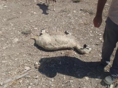 Αμαλιάδα: Αδέσποτοι σκύλοι κατασπάραξαν πρόβατα!