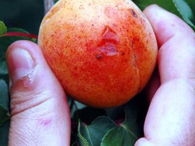 ΕΦΕΤ: Ανακαλείται παρτίδα με πυρήνες βερίκοκου