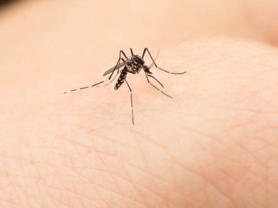 Κουνούπια: Συναγερμός λόγω υψηλών θερμοκρασιών 