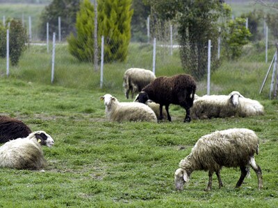 Αμαλιάδα: Mπήκαν σε χωράφι κι έκλεψαν ζώα