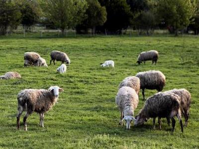 Αιτωλοακαρνανία: Ενημέρωση των κτηνοτρόφ...