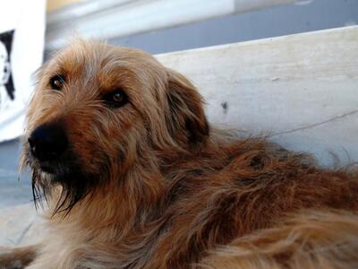 Σοκ: Ανήλικοι έκαψαν σκυλάκι στην Κεφαλο...
