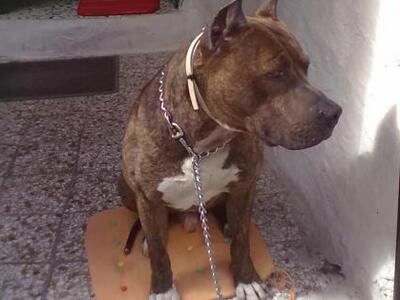 Πάτρα: ΒΡΕΘΗΚΕ Πίτμπουλ το πρωί στην Αγί...