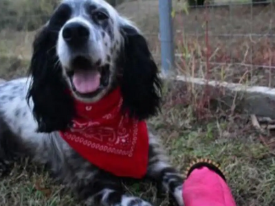 Χαλκιδική: Άγνωστος πυροβόλησε σκύλο μέσα σε σπίτι