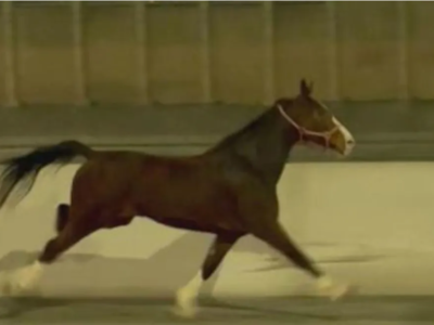 ΗΠΑ: Άλογο κάλπασε σε αυτοκινητόδρομο στ...