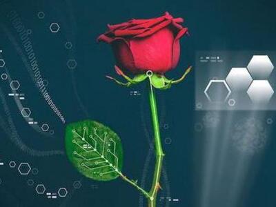 Τα πρώτα... ηλεκτρονικά τριαντάφυλλα έχο...