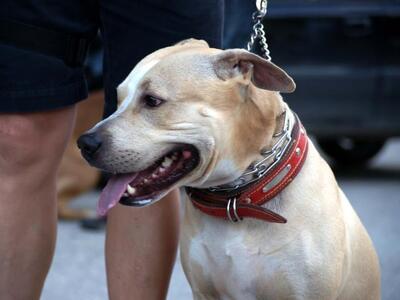Πάτρα: Έφυγε από τη ζωή το αφεντικό τους...