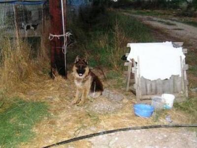 Πύργος: Ο μπόγιας βγήκε παγανιά!