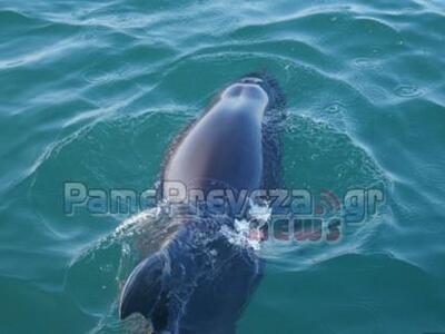Πρέβεζα: Βόλτα παρέα με ένα ...δελφίνι! ...