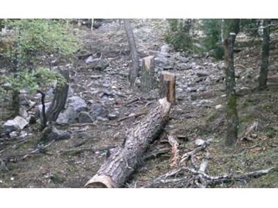 Εξαρθρώθηκε κύκλωμα λαθροϋλοτομίας στην ...