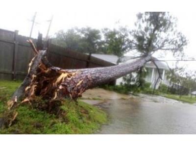 Ξεριζωμένα δέντρα από τους δυνατούς ανέμους