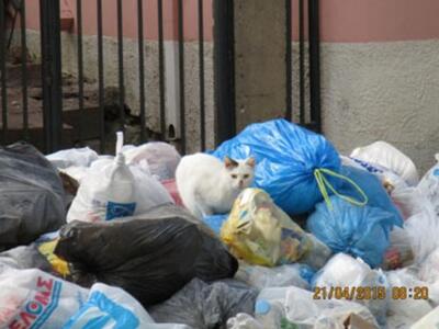 Πύργος: Ένας μαθητής περιγράφει τη διαδρ...