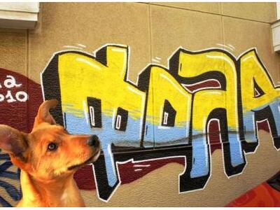 Πογκρόμ εξόντωσης αδέσποτων με φόλες στα Λαστέικα!