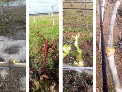 Σε απόγνωση οι καλλιεργητές της Δυτικής ...