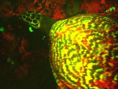 Βίντεο: Βρέθηκε η πρώτη θαλάσσια χελώνα ...