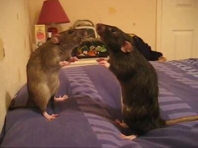 Ποντικάκια «υπνωτίζονται» κοιτάζοντας το...