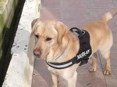  ο σκύλος της 6ης ΕΜΑΚ φωτο απο firemast...