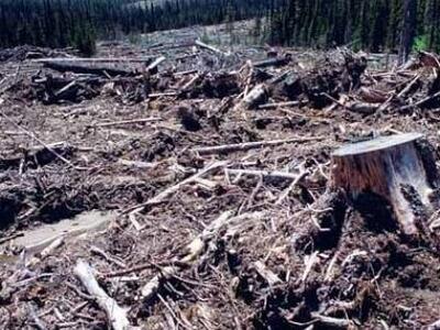 Σε έξαρση τελευταία η λαθροϋλοτομία σ’ ό...